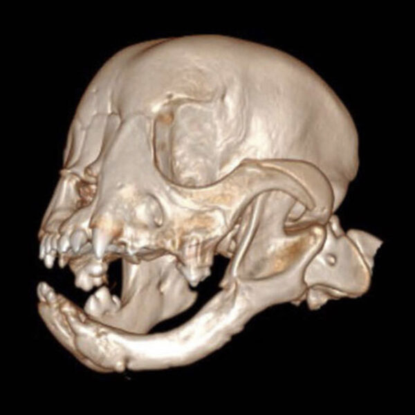 3D scan of Tyson show his jaw eight weeks after surgery with the mandible regrown. (Image credit: Cornell's Dentistry and Oral Surgery Service)